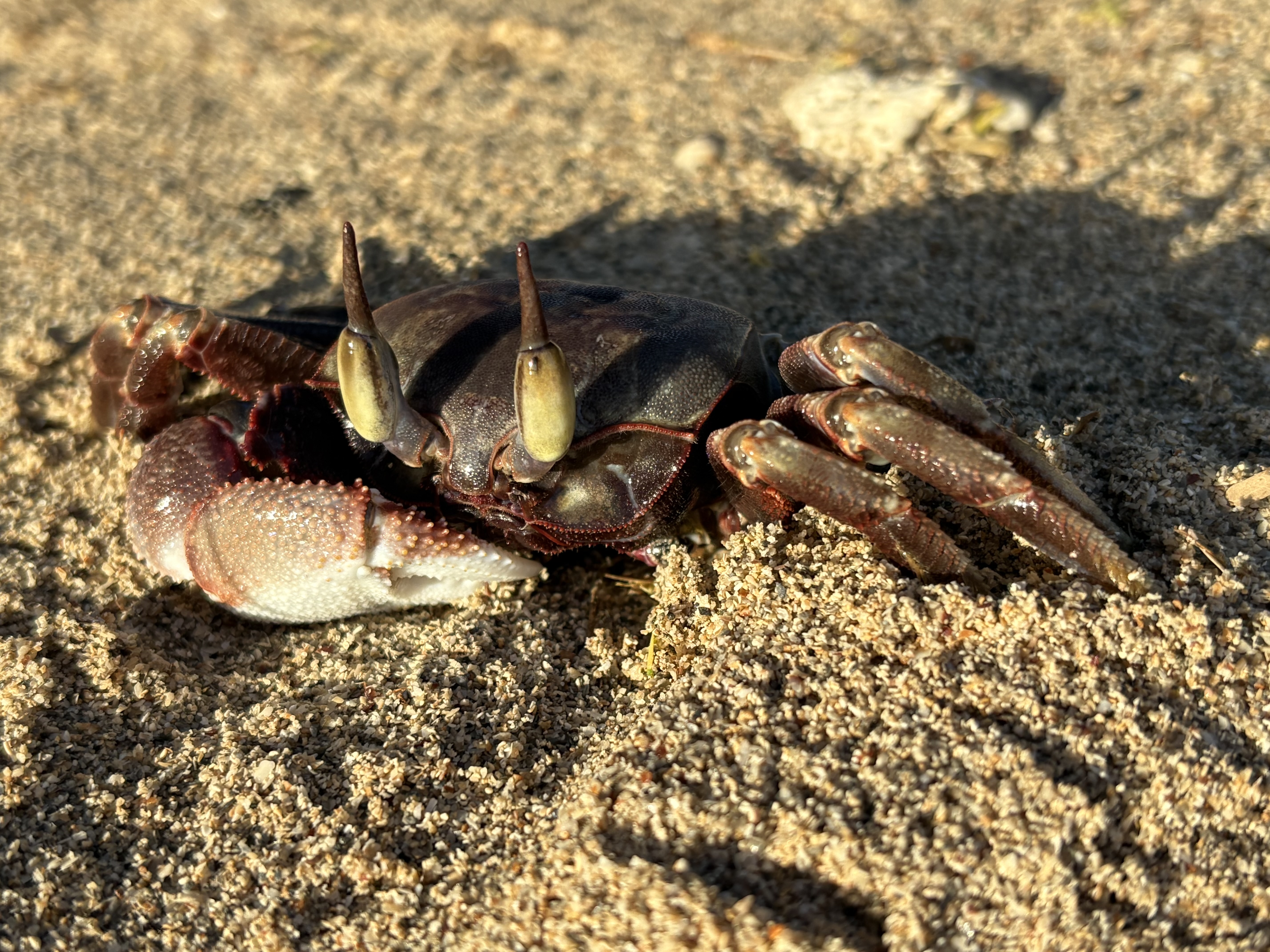 Crab gazing into the morning sun